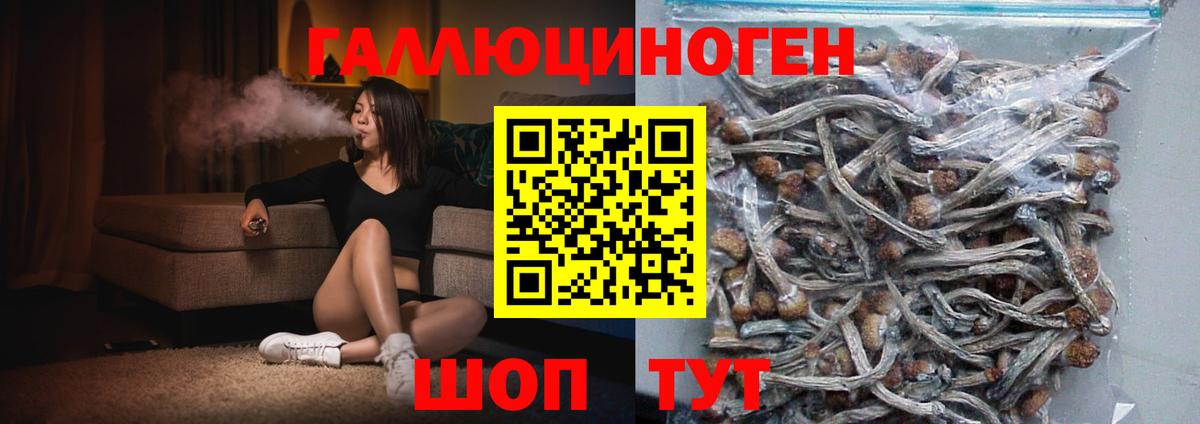 купить наркотики сайты  Вход с VPN  Сланцы  Галлюциногенные грибы GOLDEN TEACHER 